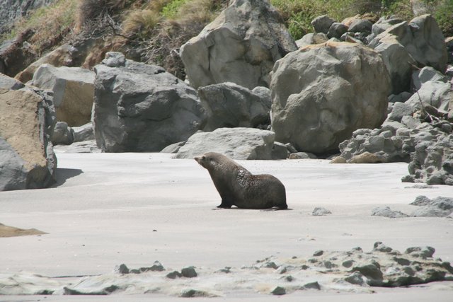 seal at fossil beach