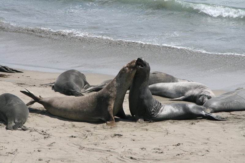 Sea Elefants California