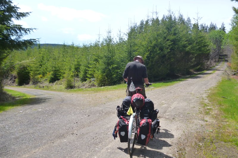 logging trails in Clatsop State Forest