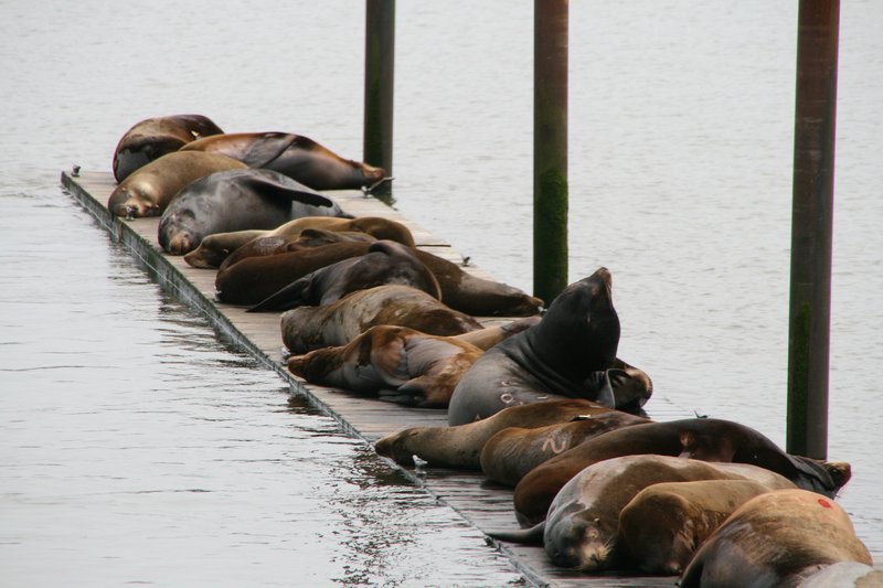 sea lions in Astoria oregon