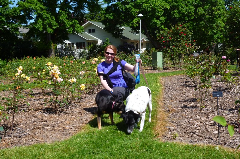 walking the dogs