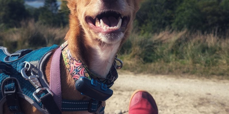 Penny my running partner laughing at my VIVO PRIMUS TRAIL FG with a great Scottich loch in the background