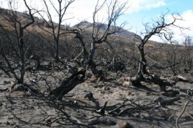 fire torres del paine