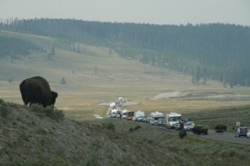 bison in yellowstone