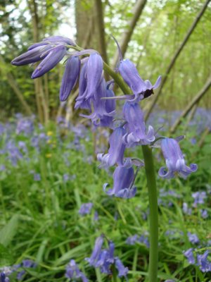 bluebells