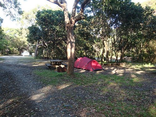 camping in a rain forest