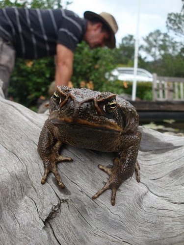 cane toad