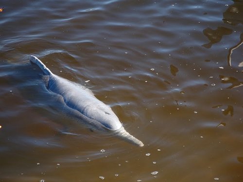 dolphins at tin can bay