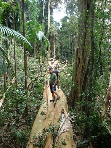 rain forest fallen tree