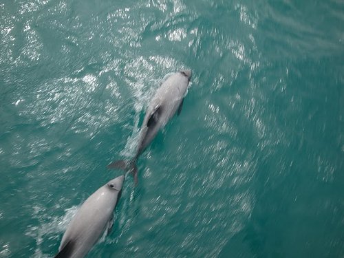 hector dolphins