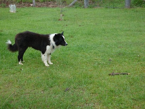 toby and his stick