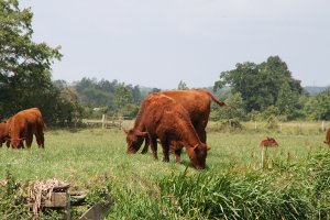 brown cows