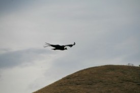 condor