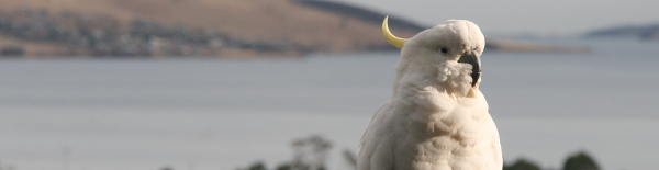 bird on a wire