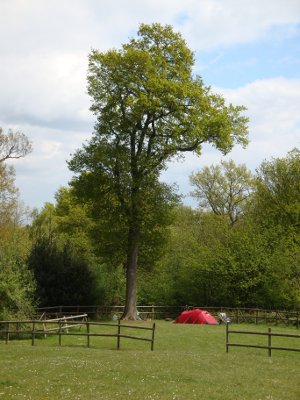 camping a forest